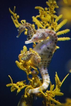 PADI Open Water Referral Course