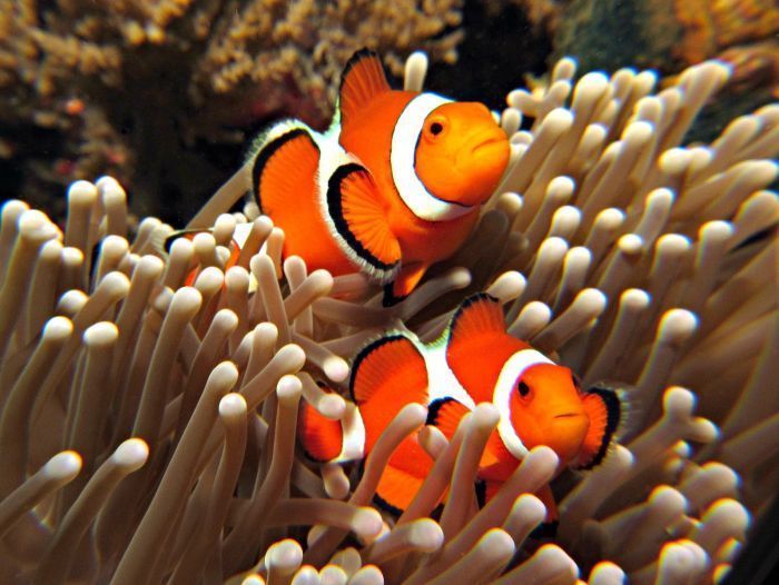 PADI Open Water Referral Course