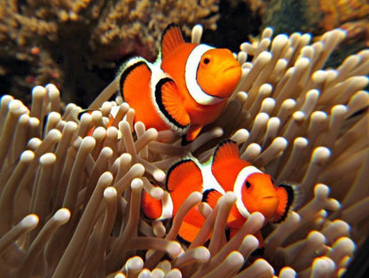 PADI Open Water Referral Course