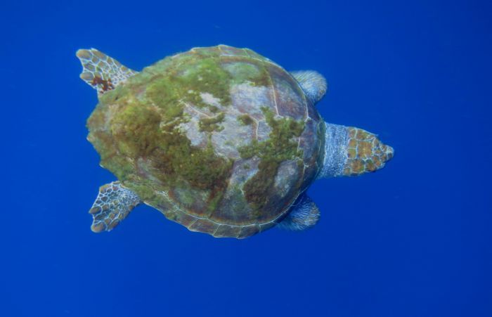 PADI Open Water Referral Course