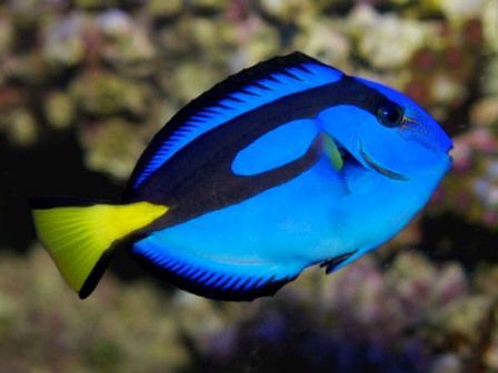 PADI Open Water Referral Course